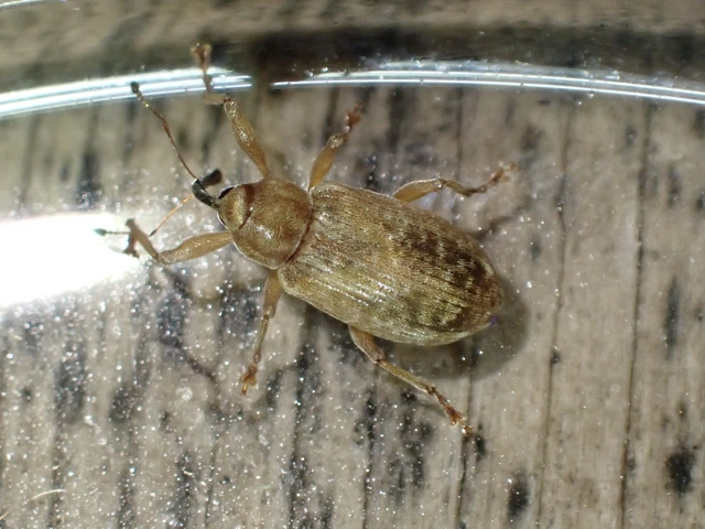 Dorytomus