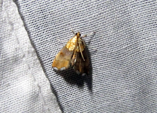 Agrotera nemoralis - ligeti tűzmoly