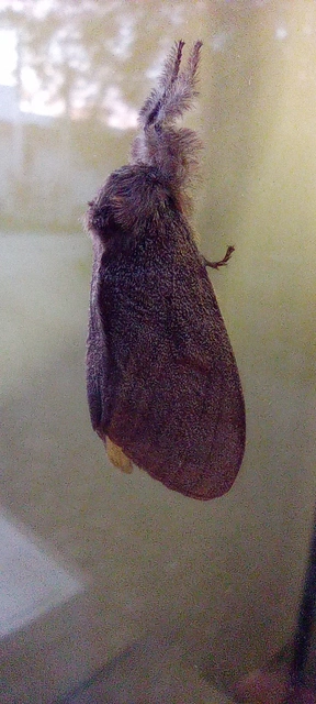Calliteara pudibunda - hamvasszövő
