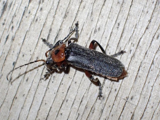 Cantharis rustica - suszterbogár