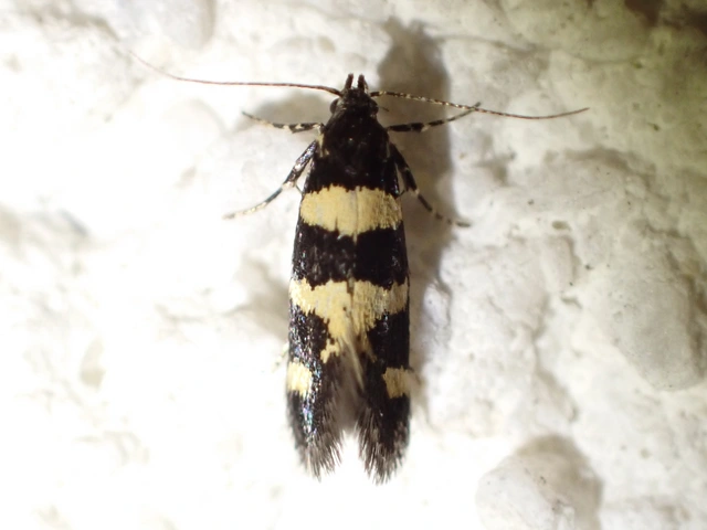 Denisia augustella - zebramoly