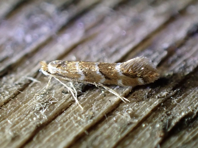 Cameraria ohridella - vadgesztenye-sátorosmoly