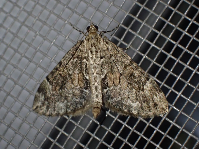 Thera variata/britannica