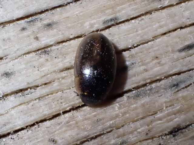 Enochrus