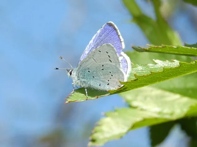 Celastrina argiolus - bengeboglárka