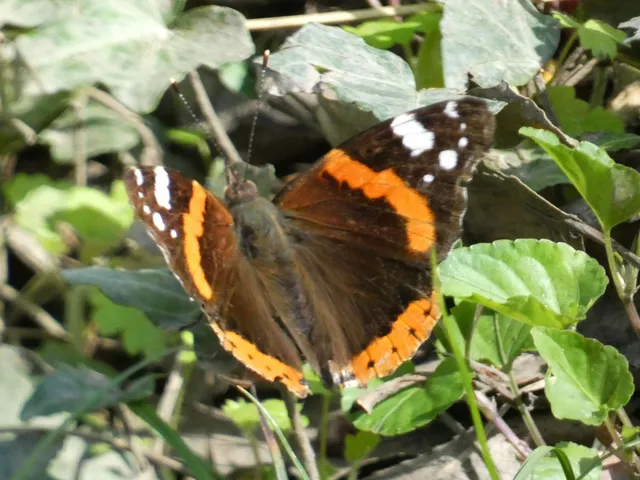 Vanessa atalanta - atalantalepke