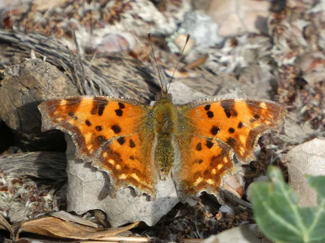 Nymphalis c-album - C-betűs lepke