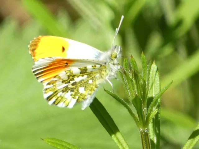 Anthocharis cardamines - hajnalpírlepke