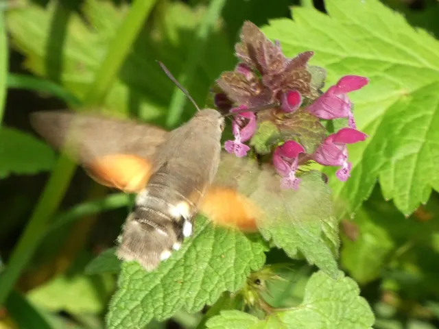 Macroglossum stellatarum - kacsafarkú szender