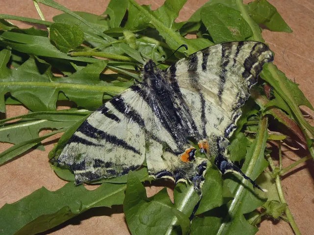 Iphiclides podalirius - kardoslepke