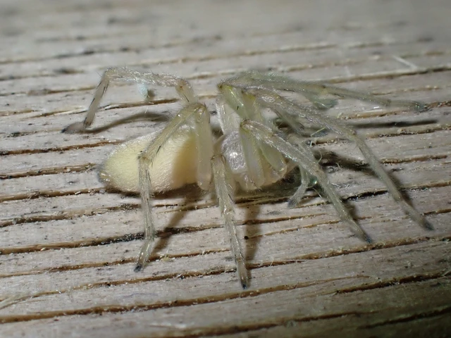Cheiracanthium mildei - sárga dajkapók