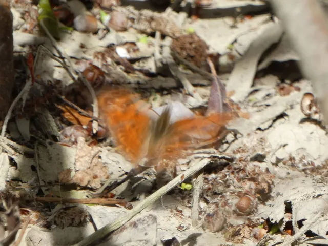 Nymphalis c-album - C-betűs lepke