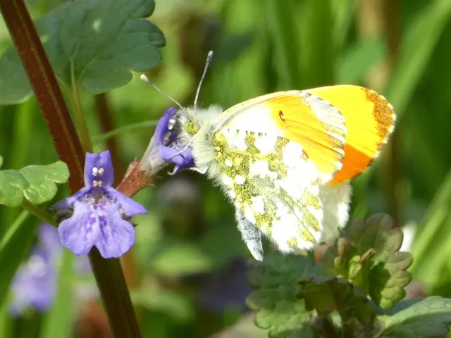 Anthocharis cardamines - hajnalpírlepke