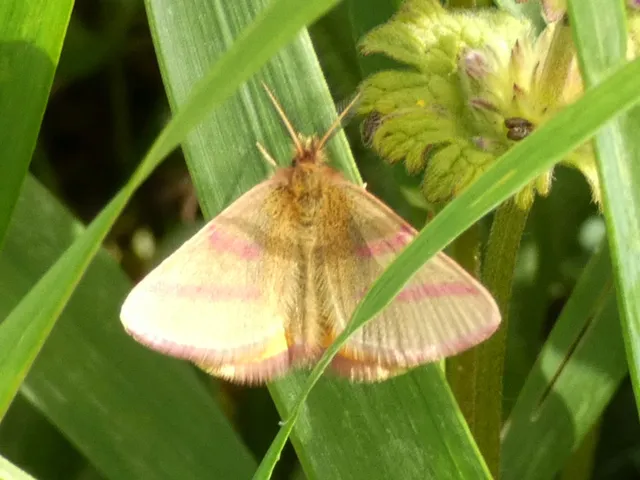 Lythria purpuraria - bíborsávos araszoló