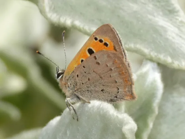 Lycaena phlaeas - közönséges tűzlepke