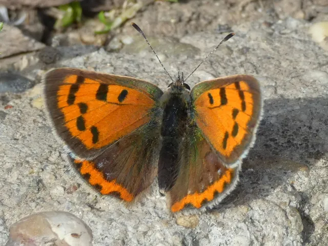 Lycaena phlaeas - közönséges tűzlepke