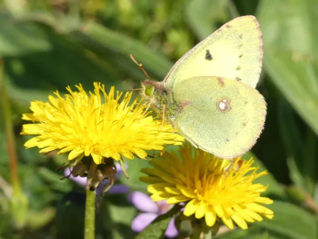 Colias erate - csángó-kéneslepke