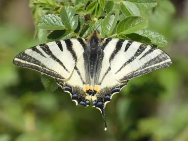 Iphiclides podalirius - kardoslepke