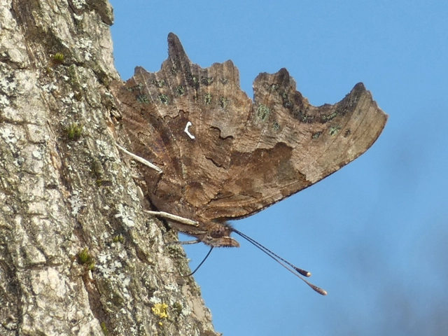 Nymphalis c-album - C-betűs lepke