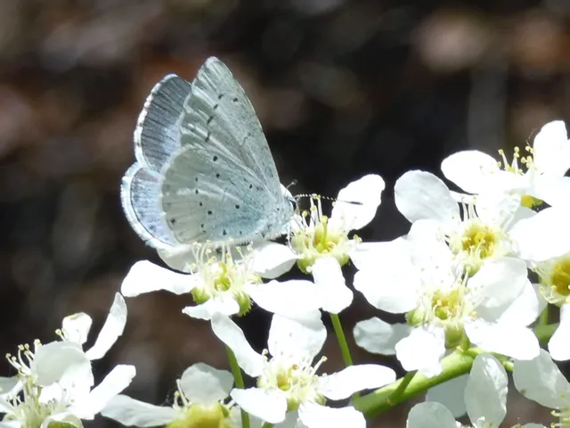 Celastrina argiolus - bengeboglárka