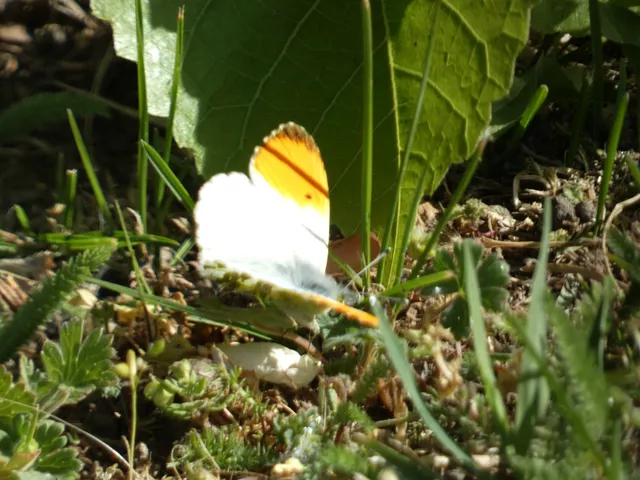 Anthocharis cardamines - hajnalpírlepke