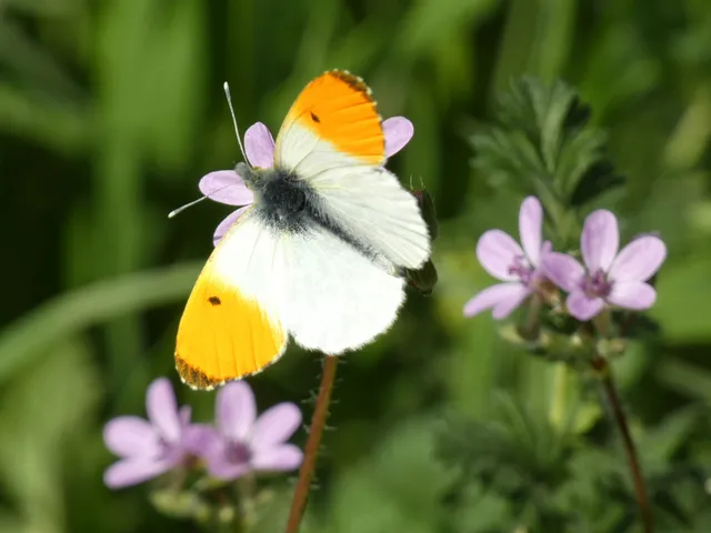 Anthocharis cardamines - hajnalpírlepke