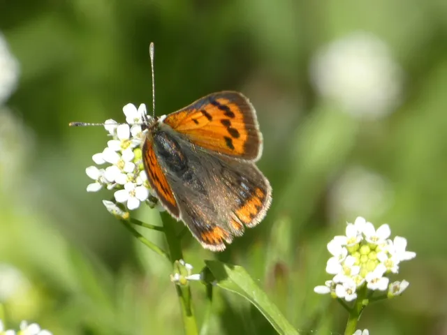 Lycaena phlaeas - közönséges tűzlepke