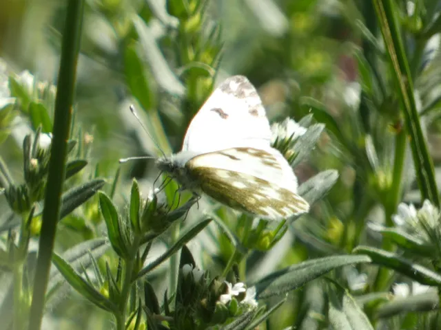 Pontia edusa - rezedalepke