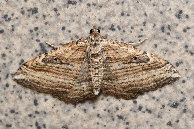 Costaconvexa polygrammata - soksávú araszoló