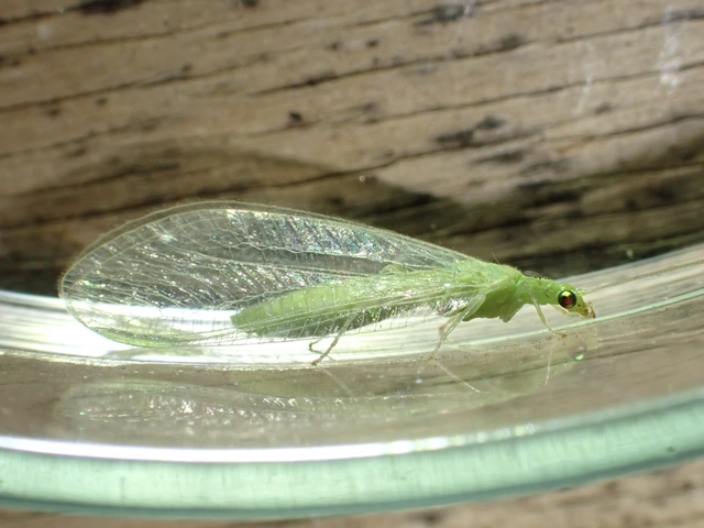 Chrysopidae - zöldfátyolkák