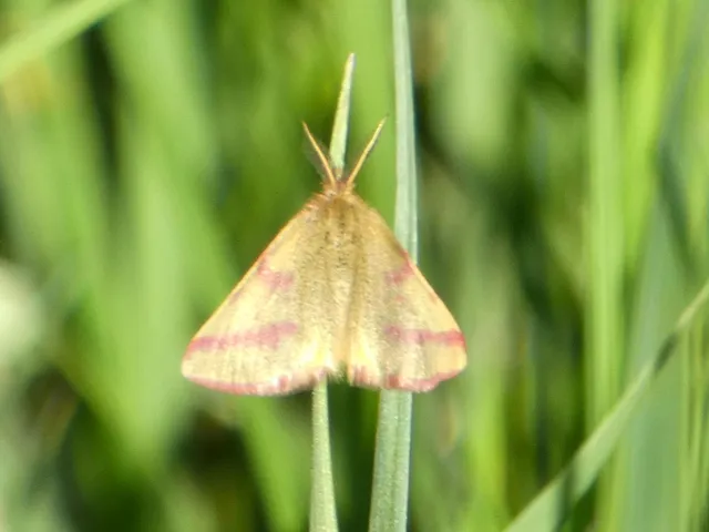 Lythria purpuraria - bíborsávos araszoló