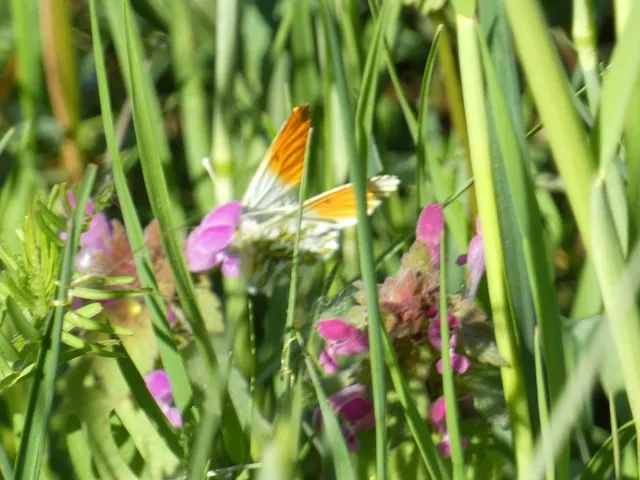Anthocharis cardamines - hajnalpírlepke
