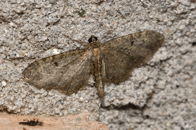 Eupithecia virgaureata - aranyvessző-törpearaszoló