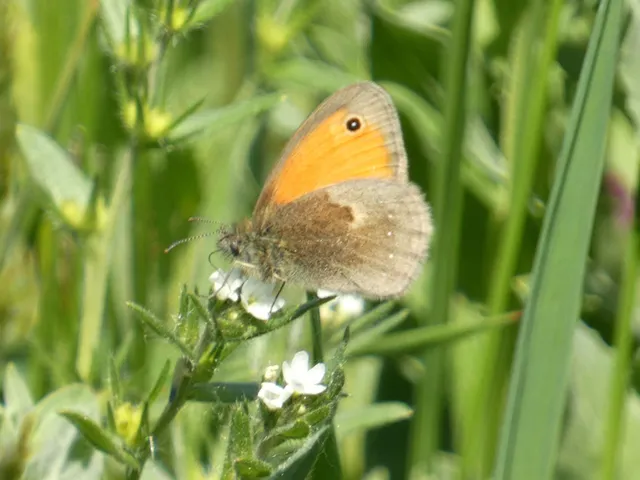 Coenonympha pamphilus - kis szénalepke