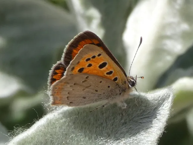 Lycaena phlaeas - közönséges tűzlepke