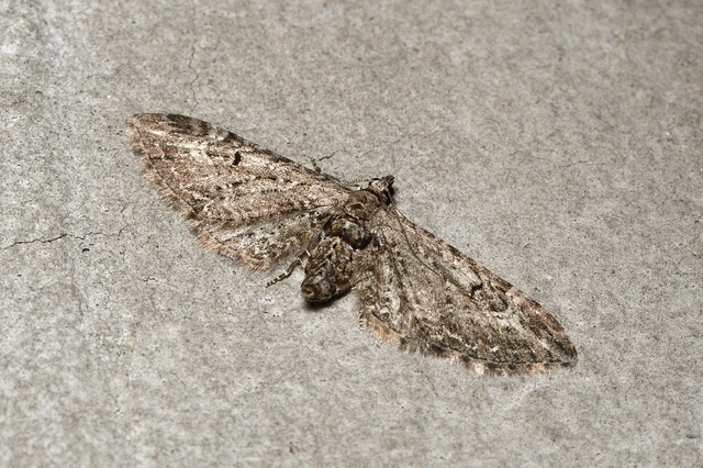 Eupithecia ochridata - mezeiüröm-törpearaszoló