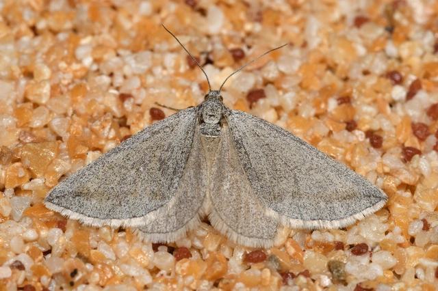 Lithostege griseata - szürke araszoló