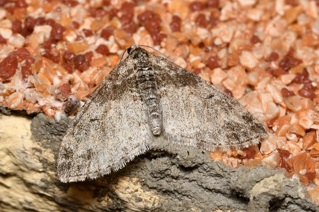 Lobophora halterata - szárnyfüggelékes araszoló
