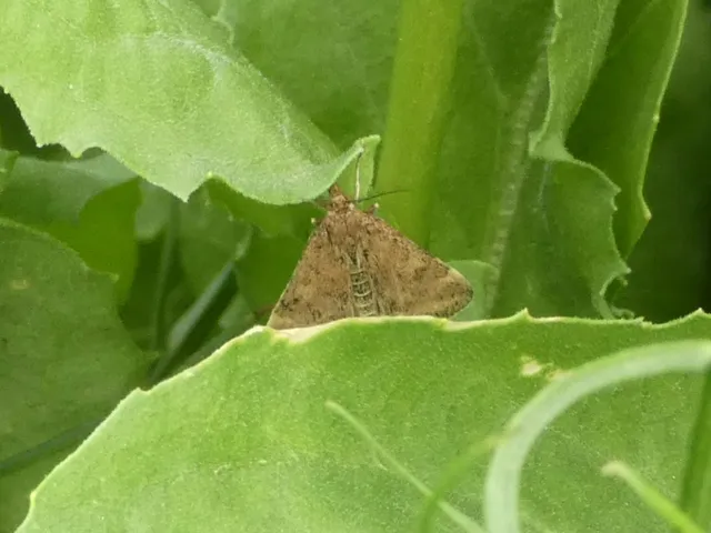 Pyrausta despicata - réti bíbormoly
