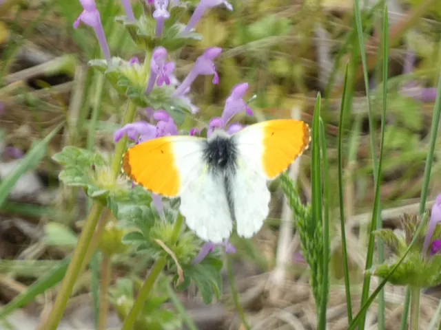 Anthocharis cardamines - hajnalpírlepke