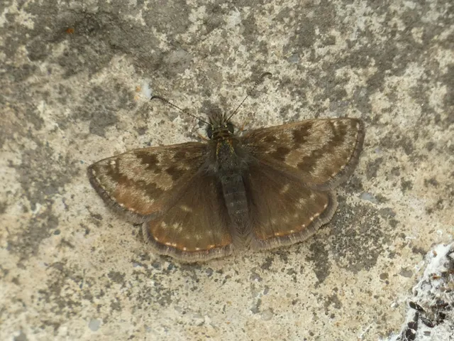 Erynnis tages - cigánylepke