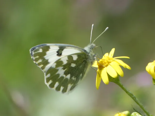Pontia edusa - rezedalepke