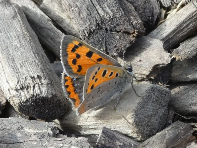 Lycaena phlaeas - közönséges tűzlepke
