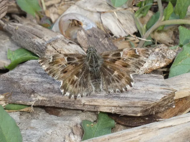 Carcharodus alceae - mályva-busalepke