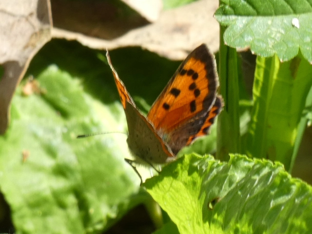 Lycaena phlaeas - közönséges tűzlepke