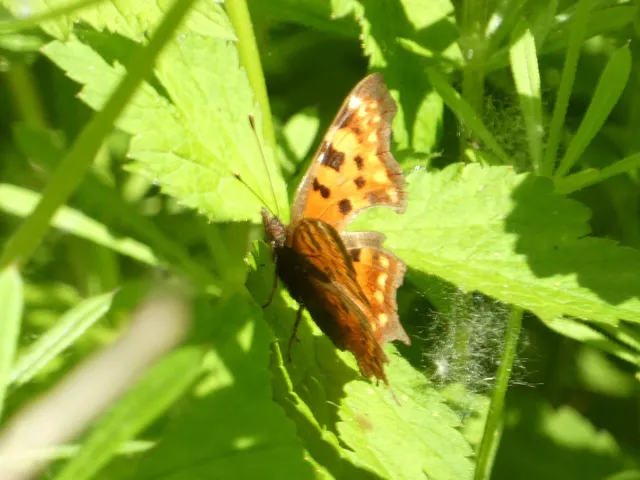 Nymphalis c-album - C-betűs lepke