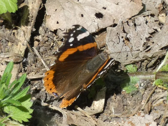 Vanessa atalanta - atalantalepke