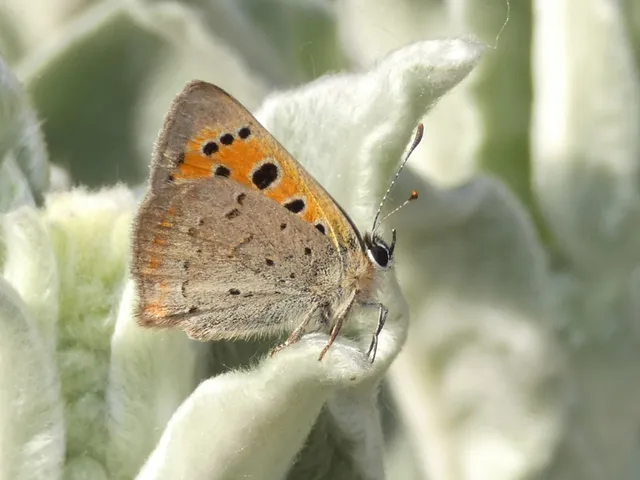 Lycaena phlaeas - közönséges tűzlepke