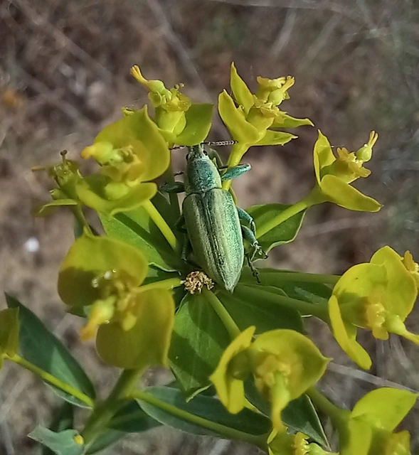 Chlorophanus excisus - kerektorú zöldormányos