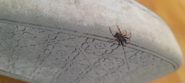 Asagena phalerata/meridionalis
